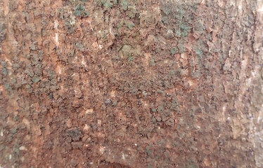 abstract background of tree bark
