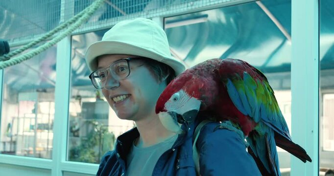 Close up of red macaw parrot sitting on a woman's shoulder. Bird eats buttons on jacket. Beautiful young woman holds parrot on shoulder and looks at animal. Surprised and funny face of young woman.