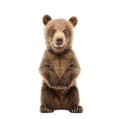 Obraz premium Adorable brown bear cub is standing on its hind legs, looking curious and attentive