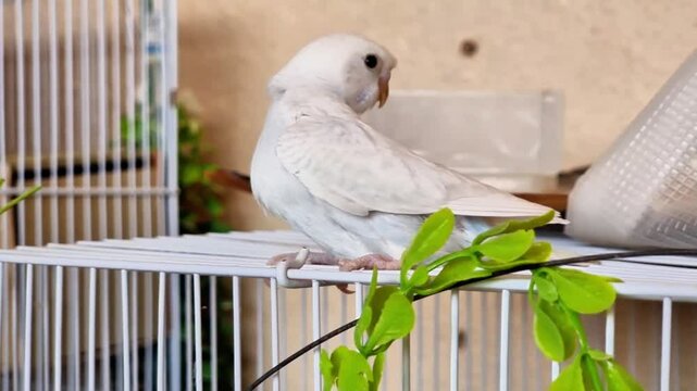 white spangle budgies parrot baby on sitting a cage with green branch