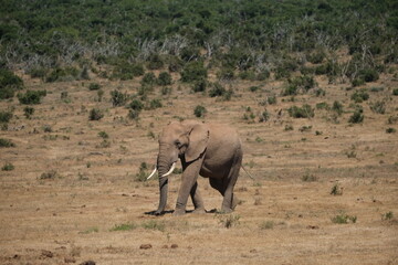 Elephant with big tusks walking in the dried out grass and heat