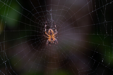 Garden spider in a web 