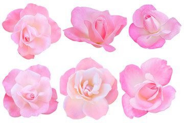 Top View.white-pink rose isolated on a white background.Photo with clipping path.