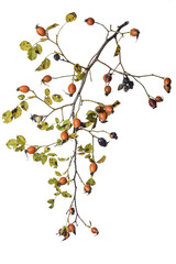A sprig of ripe rosehips