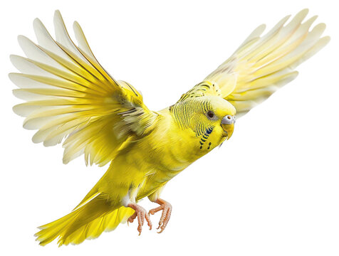 PNG Vibrant yellow parakeet in flight - Powered by Adobe