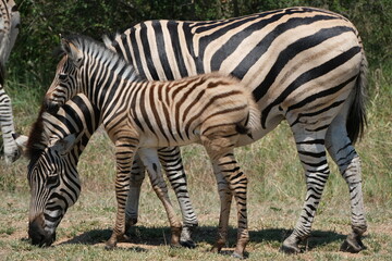 Zebra grazing grass, foal standing next to her