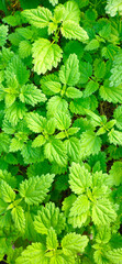 Nettle close-up for photo wallpaper or textures. Green plant. Green nettle foliage texture, nettle leaf nature background