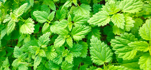 Nettle close-up for photo wallpaper or textures. Green plant. Green nettle foliage texture, nettle leaf nature background
