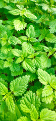 Nettle close-up for photo wallpaper or textures. Green plant. Green nettle foliage texture, nettle leaf nature background