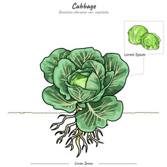 Parts of Cabbage