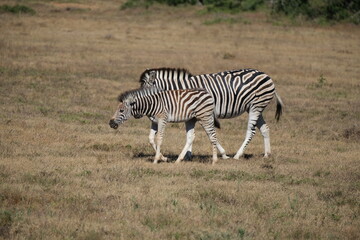 Zebra and baby zebra walking next to each other across the field