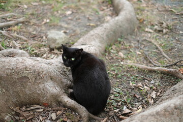 black and white sheep