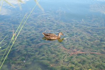 duck in the swamp