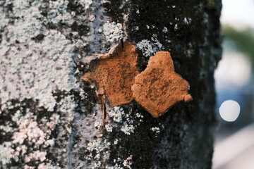 lichen on a tree