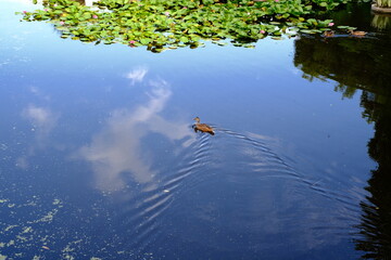ducks on the lake