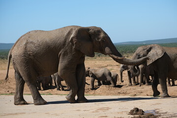 Fototapeta premium Elephant looking back with only its eye, while walking with herd of elephants in the back and elephant dunk on the ground