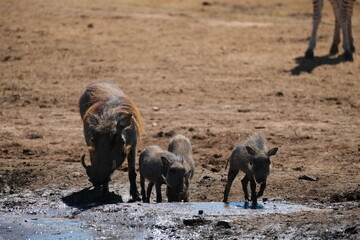 Warthog and its baby warthogs drinking water from a puddle