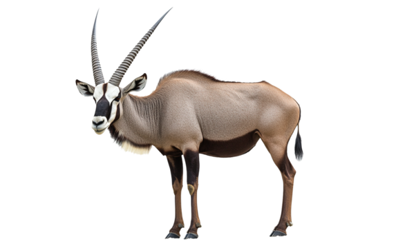 Gemsbok oryx on white background,png