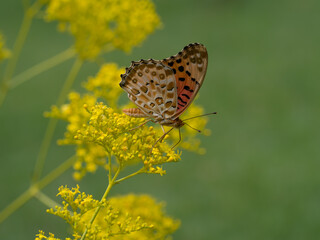 女郎花と褄黒豹紋