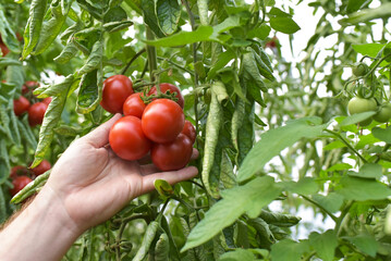 farmer in greenhouse growing and harvesting tires tomatoes for sale