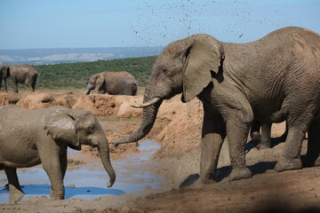 Elephant right after throwing water on itself with its trunk, enjoying a mud shower, with mud flying