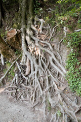 Roots of a tree in the rock