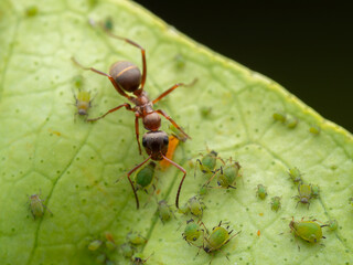 Macro photograph of a brown ant interacting with a group of green aphids on a leaf