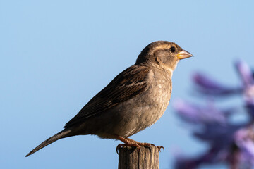 Moineau domestique, .Passer domesticus, House Sparrow