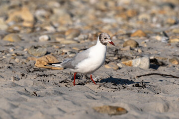Mouette rieuse,.Chroicocephalus ridibundus, Black headed Gull