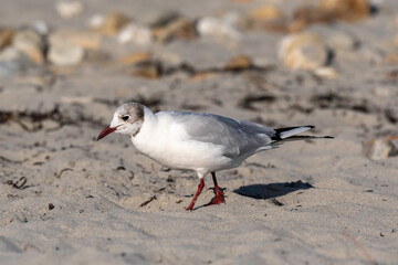 Mouette rieuse,.Chroicocephalus ridibundus, Black headed Gull