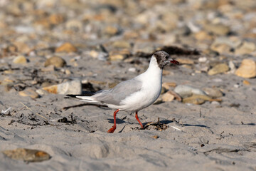 Mouette rieuse,.Chroicocephalus ridibundus, Black headed Gull