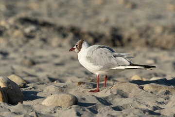 Mouette rieuse,.Chroicocephalus ridibundus, Black headed Gull