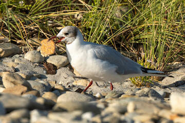 Mouette rieuse,.Chroicocephalus ridibundus, Black headed Gull