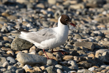 Mouette rieuse,.Chroicocephalus ridibundus, Black headed Gull
