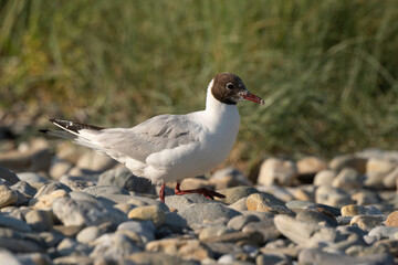 Mouette rieuse,.Chroicocephalus ridibundus, Black headed Gull