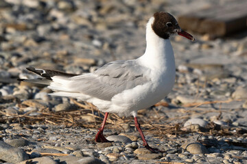 Mouette rieuse,.Chroicocephalus ridibundus, Black headed Gull