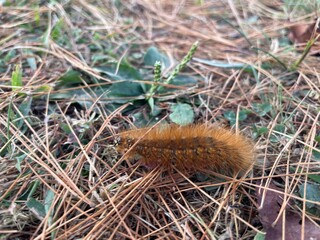 Caterpillar close-up
