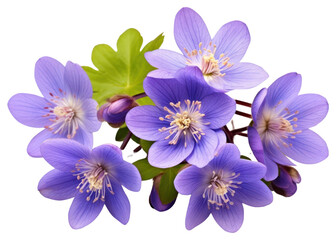 Obraz premium PNG Hepatica blossom flower petal.