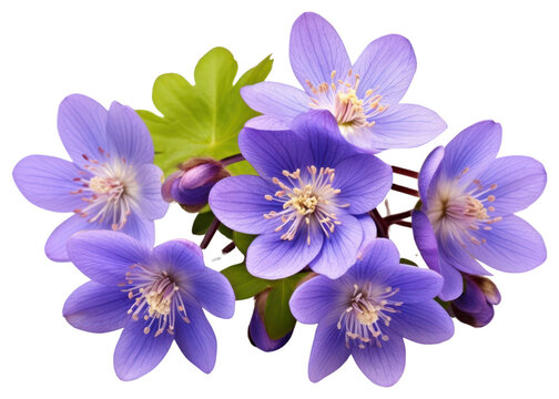 PNG Hepatica blossom flower petal.