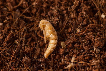 Pupa of Darkling Beetle (Zophobas morio) side view