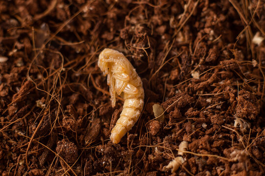 Pupa of Darkling Beetle (Zophobas morio) side view