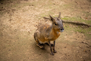 Animal Patagonian mara Seat on Earth