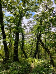山の風景	
Mountain scenery