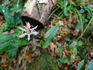 山の風景
Mountain scenery