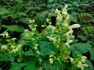 山の風景
Mountain scenery