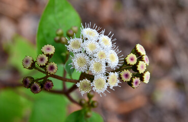 Ageratina adenophora commonly known as Crofton weed.Selective focus.