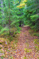 Path in a spruce forest with autumn leaves on the ground