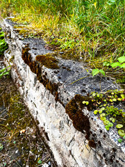 An old concrete stone fence overgrown with moss in the spring sun. An old stone wall overgrown with moss. Edge of an old park on a sunny day.