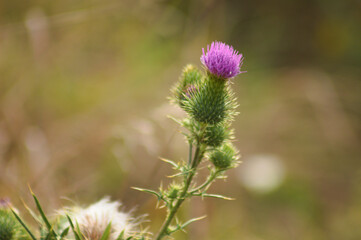 Closeup of bull thistle bud with green blurred plants on background