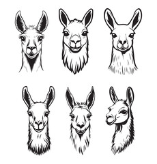 Fototapeta premium Cute Llama face silhouette set, Llama face Detailed Black and White Outline Line Art Drawing Illustration